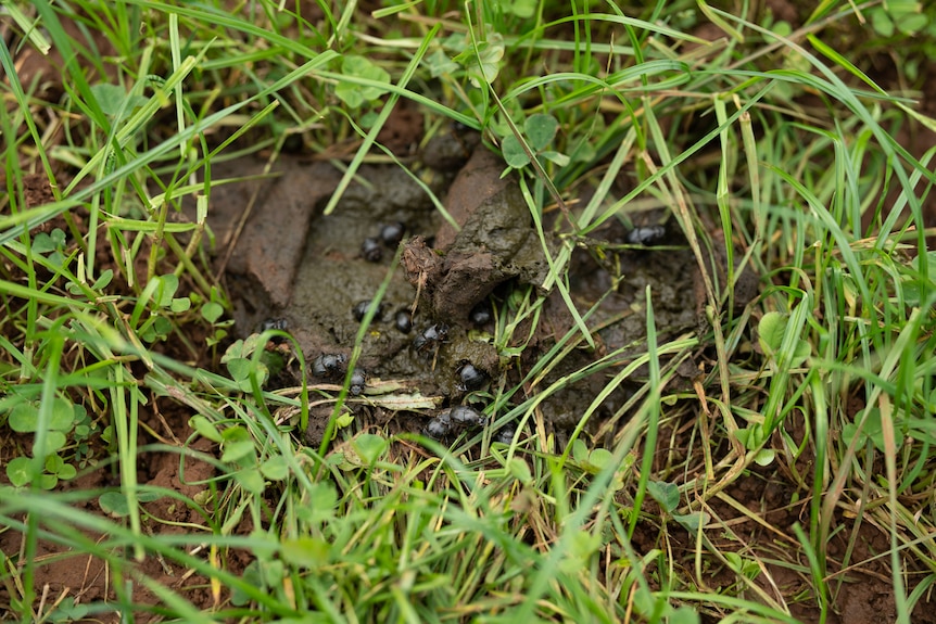 Dung beetles settle on cow dung in paddock